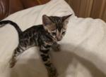 Kitten 2 - Bengal Kitten For Sale - Westfield&comma; MA&comma; US