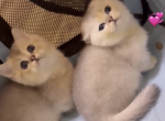 Munchkin kittens coming soon - Munchkin Kitten For Sale - Oakland&comma; CA&comma; US