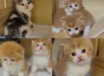 Scottish - Scottish Fold Kitten For Sale - Oakland&comma; CA&comma; US