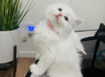 Ragdoll kittens coming soon - Ragdoll Kitten For Sale - Oakland&comma; CA&comma; US