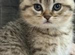 Marx - Scottish Straight Kitten For Sale - Palatine&comma; IL&comma; US
