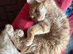 Sunny - American Longhair Kitten For Sale - 