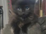 Lilly litter - Maine Coon Kitten For Sale - Hamburg&comma; NY&comma; US