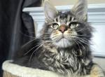 Dillon - Maine Coon Kitten For Sale - 