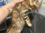 Shiva - Bengal Kitten For Sale - Phila&comma; PA&comma; US