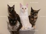 Litter L Also listed individually - Maine Coon Kitten For Sale - 