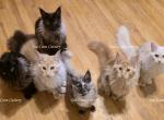 Litter L Also listed individually - Maine Coon Kitten For Sale - Longmont&comma; CO&comma; US