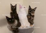 Litter L Also listed individually - Maine Coon Kitten For Sale - 