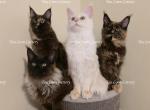 Litter L Also listed individually - Maine Coon Kitten For Sale - 