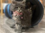 Maine Coon kittens - Maine Coon Kitten For Sale - 