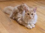 Lux Red with white - Maine Coon Kitten For Sale - Longmont&comma; CO&comma; US