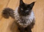 Latif Black Smoke - Maine Coon Kitten For Sale - Longmont&comma; CO&comma; US