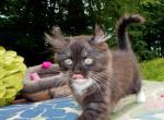 Squeaker - Munchkin Kitten For Sale - Statesville&comma; NC&comma; US