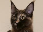 Lexine Tortie - Maine Coon Kitten For Sale - Longmont&comma; CO&comma; US
