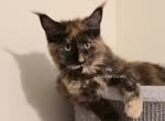 Lilika Tortie - Maine Coon Kitten For Sale - Longmont&comma; CO&comma; US