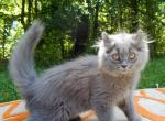 Charlie - Munchkin Kitten For Sale - 