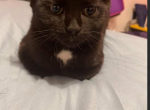 Tianna - Domestic Kitten For Adoption - Springfield&comma; MA&comma; US