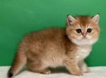 Cosmos - Scottish Straight Kitten For Sale - Cathlamet&comma; WA&comma; US