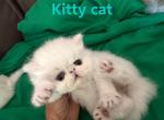 Persian white kittens - Persian Kitten For Sale - Palm Coast&comma; FL&comma; US