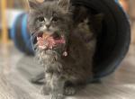 Sofia - Maine Coon Kitten For Sale - Winfield&comma; IL&comma; US