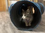 Sasha - Maine Coon Kitten For Sale - Winfield&comma; IL&comma; US