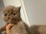 Lilac boy kitten - Exotic Kitten For Sale - Palm Coast&comma; FL&comma; US