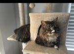 Rhaeny - Domestic Cat For Adoption - Dacula&comma; GA&comma; US