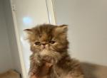 Persian chocolate tabby girl - Persian Kitten For Sale - Palm Coast&comma; FL&comma; US