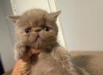 Exotic Persian chocolate tabby - Exotic Kitten For Sale - Palm Coast&comma; FL&comma; US
