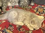 Goldie the sassy one - Scottish Straight Kitten For Sale - Arlington&comma; MN&comma; US
