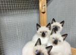 Maddie - Siamese Kitten For Sale - Phila&comma; PA&comma; US