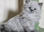 Pegas - Himalayan Kitten For Sale - Brooklyn&comma; NY&comma; US