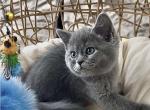 Cristi - Scottish Straight Kitten For Sale - 