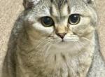 Frosya - Scottish Straight Kitten For Sale - 