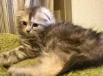 Chloes Crew - Maine Coon Kitten For Sale - Finland&comma; MN&comma; US