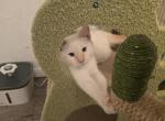 Flame point siamese boy kitten - Siamese Kitten For Sale - Algonquin&comma; IL&comma; US