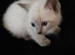 Cinderella - Siamese Kitten For Sale - Waupaca&comma; WI&comma; US