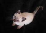 Sealpoint - Siamese Kitten For Sale - 