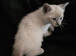 Shylo - Siamese Kitten For Sale - 