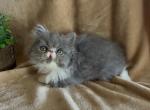 Leaf the blue and white Persian - Persian Kitten For Sale - Delta&comma; PA&comma; US