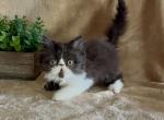 Forest black and white Persian - Persian Kitten For Sale - Delta&comma; PA&comma; US