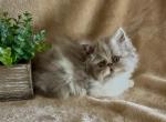 RESERVED Patrick the lilac and white Persian - Persian Kitten For Sale - Delta&comma; PA&comma; US