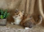 RESERVED Pearl the chocolate calico - Persian Kitten For Sale - Delta&comma; PA&comma; US