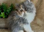 RESERVED Miss Puff the dilute calico - Persian Kitten For Sale - Delta&comma; PA&comma; US