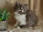 RESERVED Baby Bob chocolate and white Persian - Persian Kitten For Sale - Delta&comma; PA&comma; US