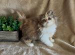 RESERVED Sandy the Chocolate Calico - Persian Kitten For Sale - Delta&comma; PA&comma; US