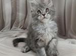 Maine Coon Kittens - Maine Coon Kitten For Sale - Newport&comma; ME&comma; US