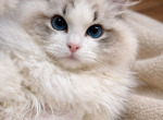 Darling Dollcats Ragdoll Kittens - Ragdoll Kitten For Sale - Matthews&comma; NC&comma; US