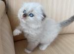 Scottish Fold Color Point Male - Scottish Fold Kitten For Sale - Orlando&comma; FL&comma; US