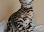 Red Girl - Bengal Kitten For Sale - 